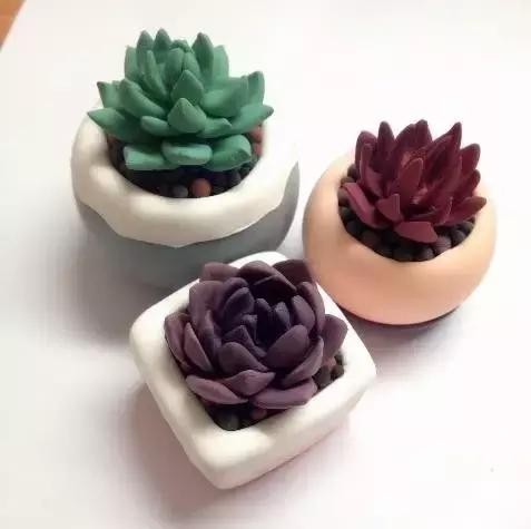 多肉植物